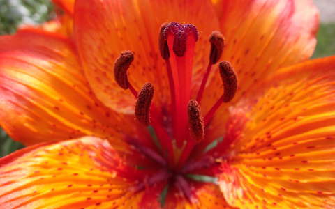 liliom