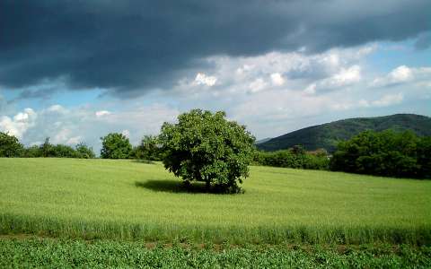 Magyarország, Kosd