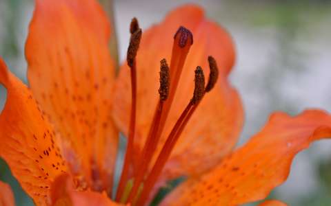 liliom