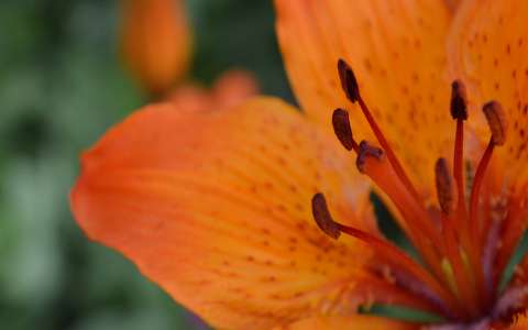 liliom