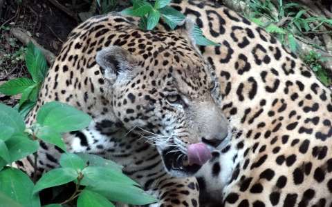 hóleopárd leopárd nagymacska
