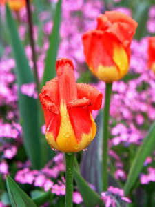 tulipán