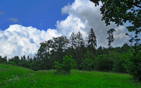 erdő felhő