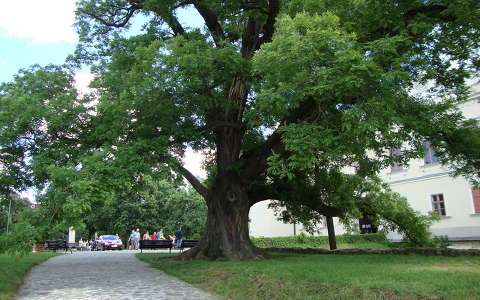 Sárospatak, Rákóczi vár, várkert öreg fája