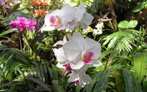 kertek és parkok orchidea trópusi virág