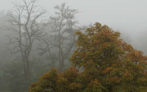 fa köd ősz
