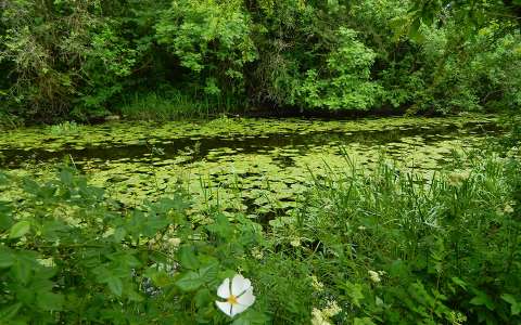 levél tó vadvirág írország