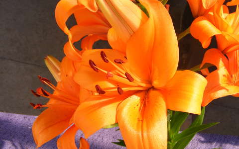 Liliom