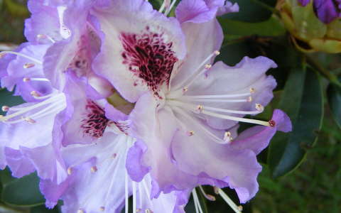 Rododendron, Jeli arborétum