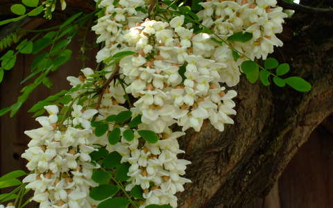 akácvirág tavaszi virág virágzó fa