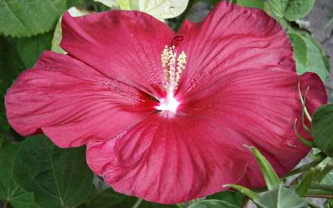 Mocsári hibiszkusz