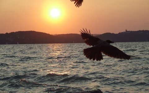 madár naplemente tó