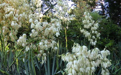 Yucca
