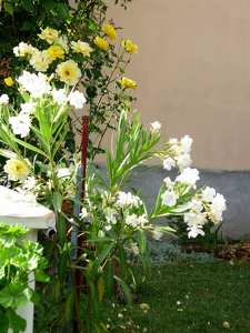 Fehér leander és sárga rózsa