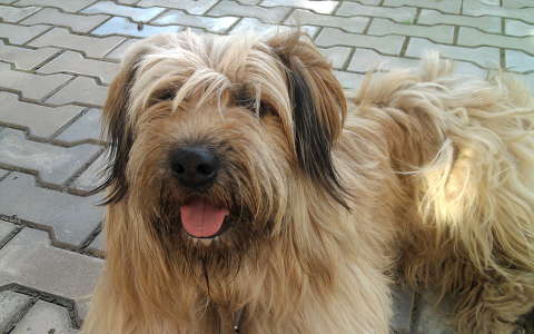 Kutyus