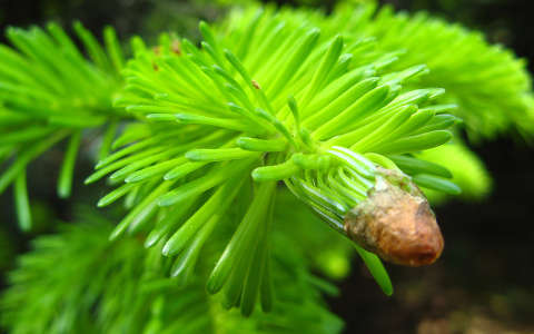 Jeli arborétum