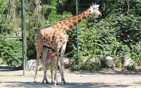 Kis zsiráf a budapesti Állatkertben