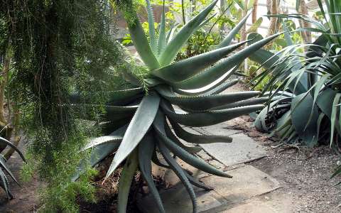 Agave