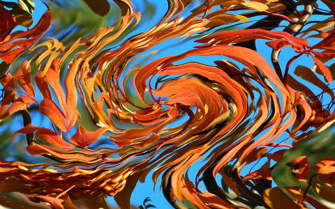 Őszi levelek,háttérben a kék égbolttal.Adobe Photoshop-Torzítás effekt-Fotó:Szolnoki Tibor
