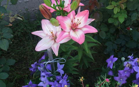 liliom