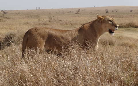 Tanzania - Serengeti nemzeti park