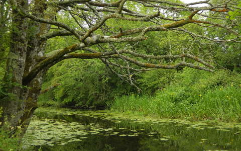 címlapfotó fa tó írország