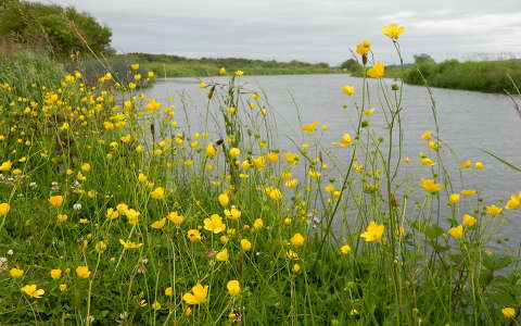 nyár tó vadvirág írország