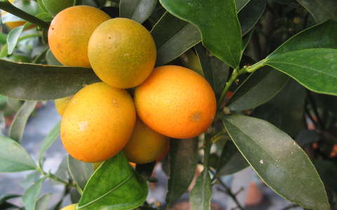 gyümölcs narancs
