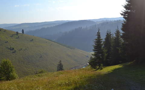 fenyő hegy