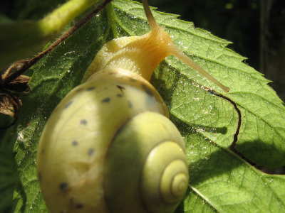 csiga