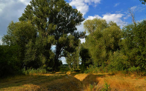 Fotó:Szolnoki Tibor
