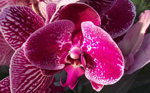 Orchidea. Fotó: Csonki