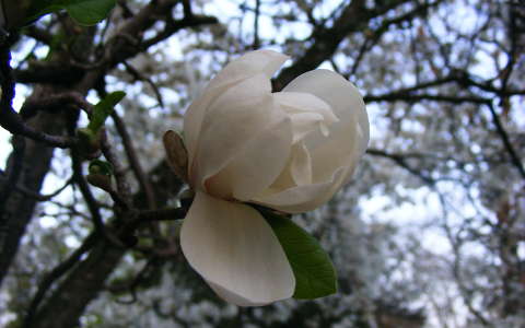 Magnolia...