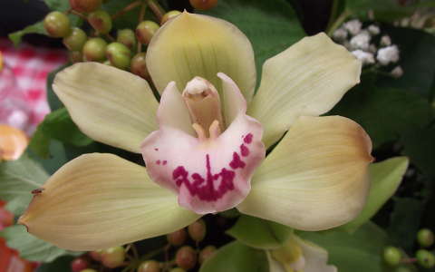 Orchidea. Fotó: Csonki