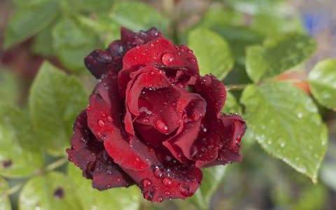 Rózsa eső után 2