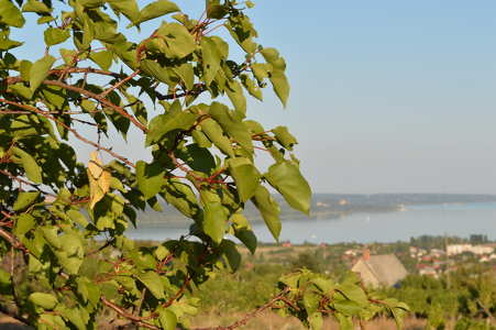 Balatonalmádi, szőlőhegyről