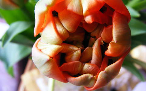 tulipán
