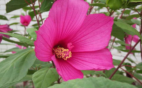 hibiszkusz