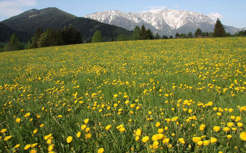 alpok ausztria pitypang virágmező