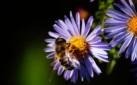 méh rovar ősz
