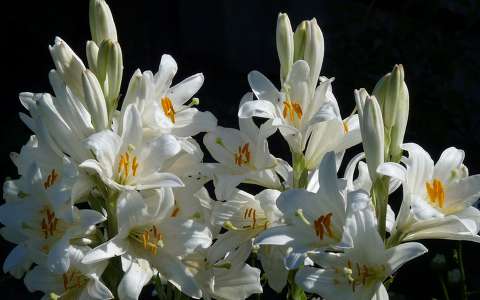 liliom