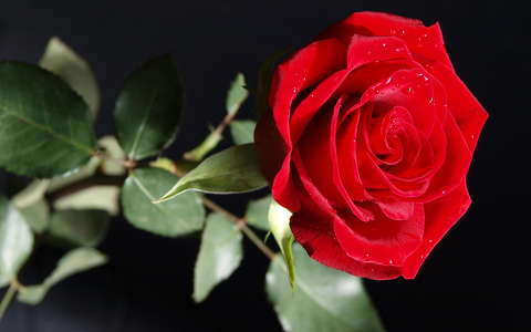 rózsa valentin vízcsepp