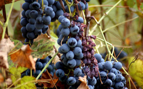 gyümölcs szőlő ősz