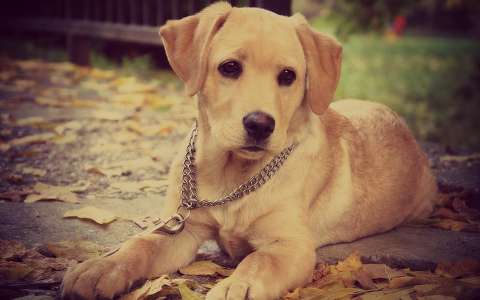 Bátor a labrador