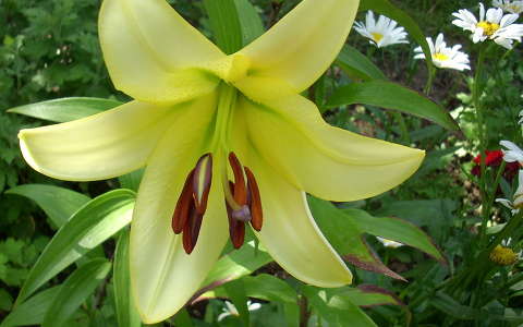 liliom