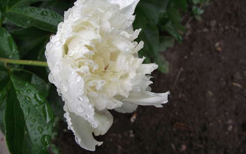 Pünkösdi rózsa. Fotó: csonki