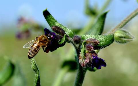 méh rovar vadvirág