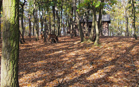 erdő faház ház szarvas és őz