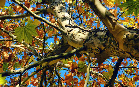 Fotó:Szolnoki Tibor 2013.10.27.