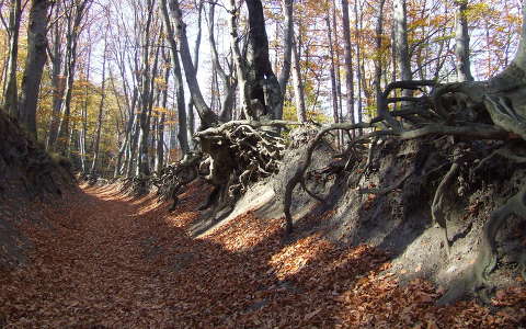 erdő út ősz